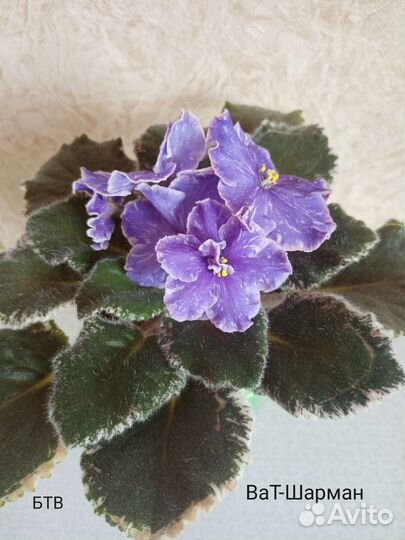 Ук. листы фиалки с детками