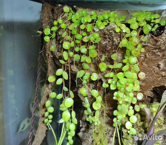 Пеперомия прострата