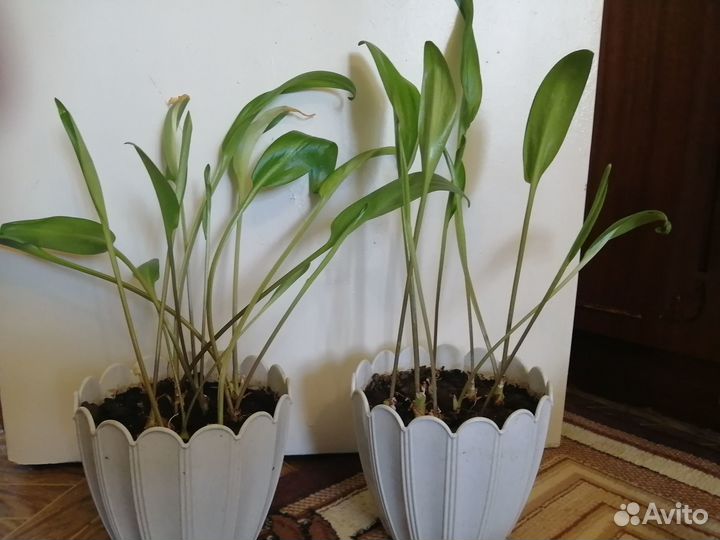Продам цветы комнатные