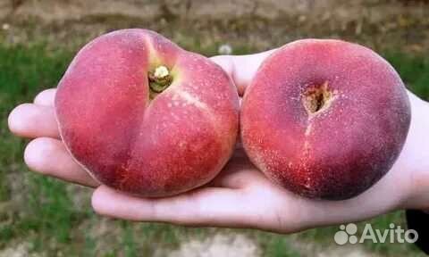 Саженцы персика инжирный