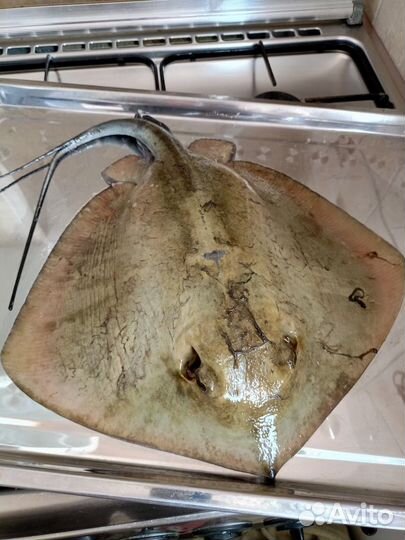 Морская рыбалка в Анапе