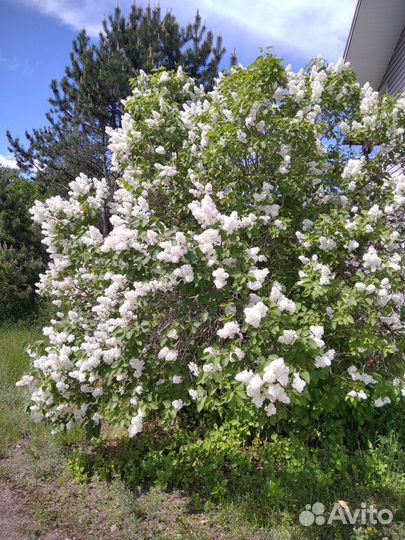 Многолетние растения и кустарники