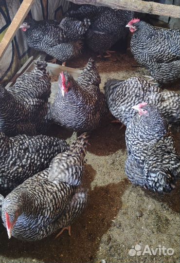 Мехеленская кукушка, Джерсийский гигант