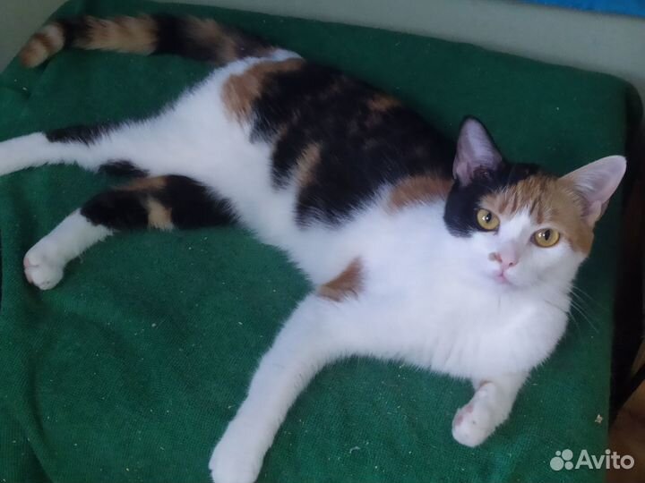 Кошечка Люся