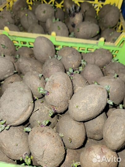 Семенной картофель