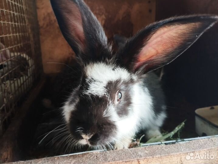 Кролики мясных пород (вислоушки - метисы)