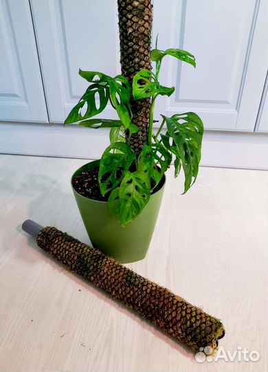 Тотем (опора) из живого мха для комнатных растений