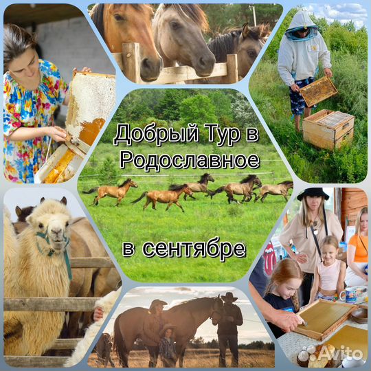 Экскурсия в конный клуб