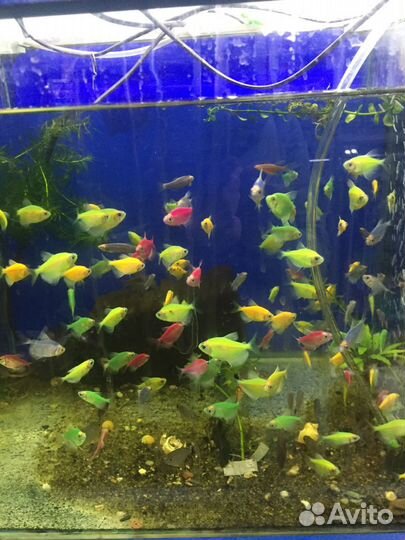 Аквариумные рыбки