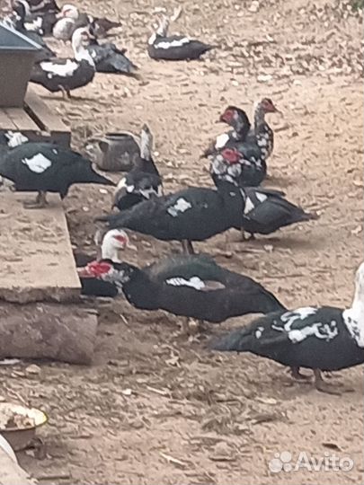 Мускусные утки