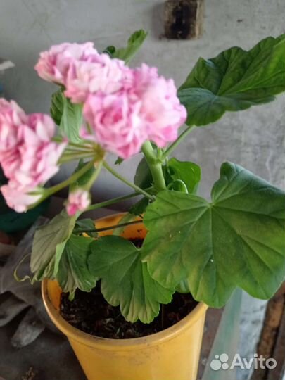 Пеларгония герань