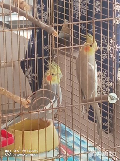 Попугай корелла девочка