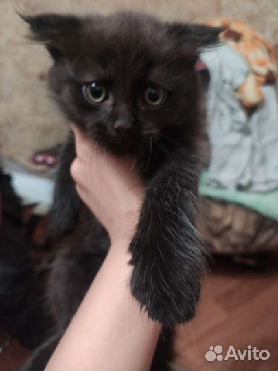 Кошка