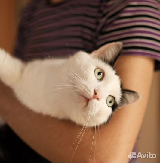 Кот в добрые руки
