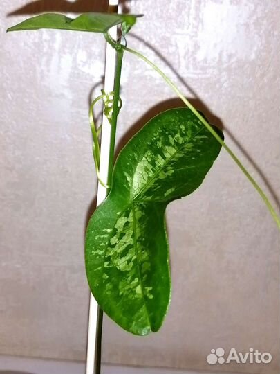 Перец декоративный и Пассифлора летучая мышь