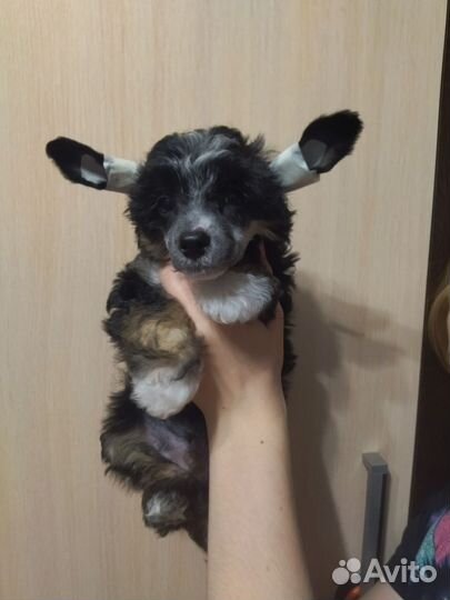 Щенки кхс