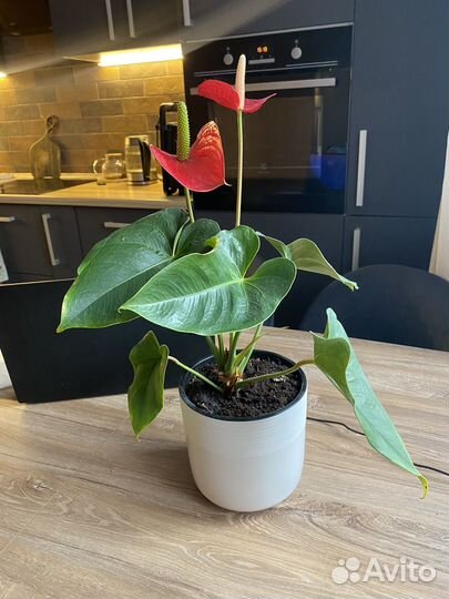 Антуриум Рэд комнатный цветок