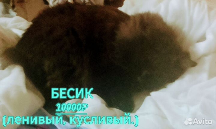 Котика продаём Имя Бесик