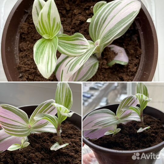 Традесканция нанук (черенки)