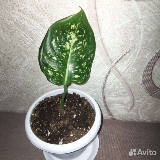 Комнатные растения