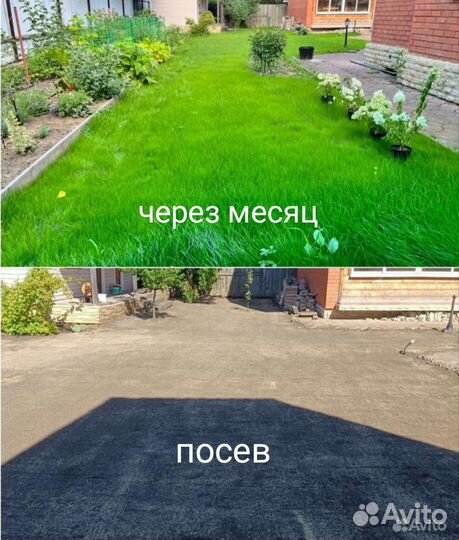 Газон под ключ