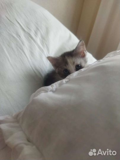 Отдам котят