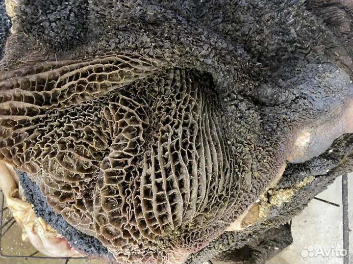 Рубец говяжий