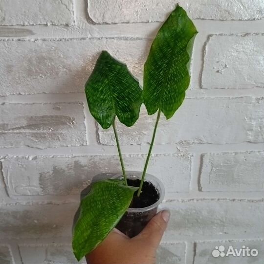 Марантовые