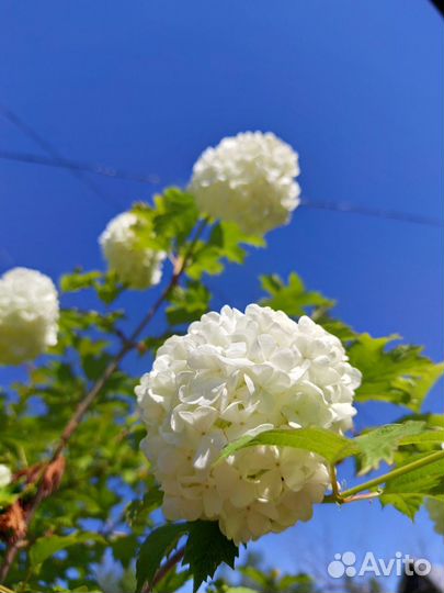 Калина Бульдонеж