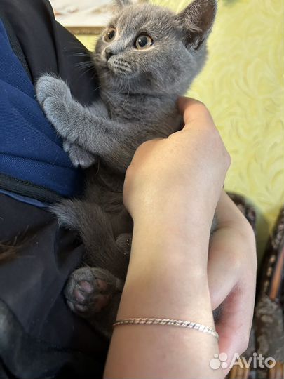 Котятки