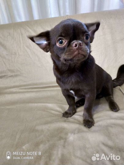 Красивый мальчик чихуахуа