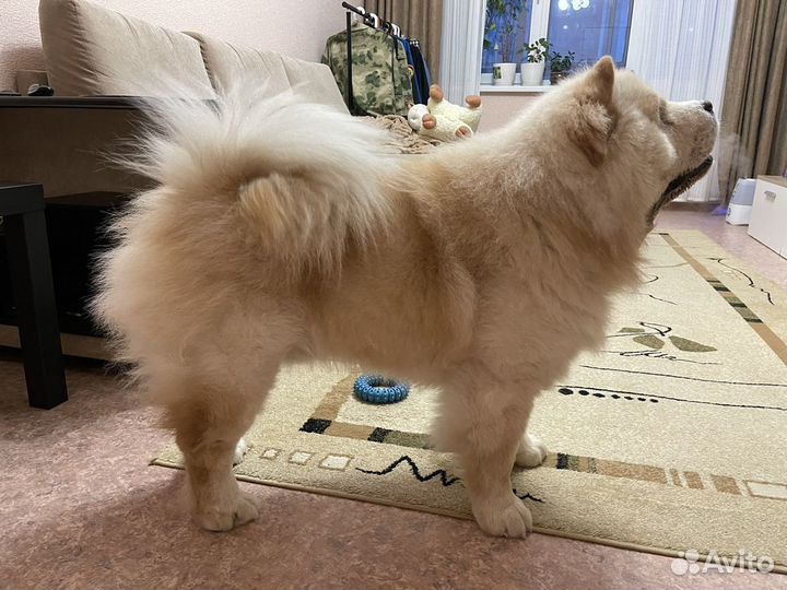 Чау-чау вязка