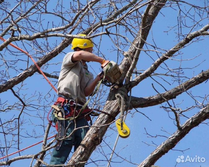 Спил деревьев, корчевка, уборка, вывоз