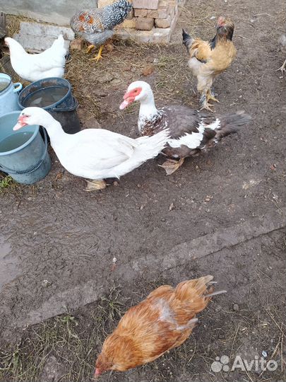 Мускусные утки тяжелые линии