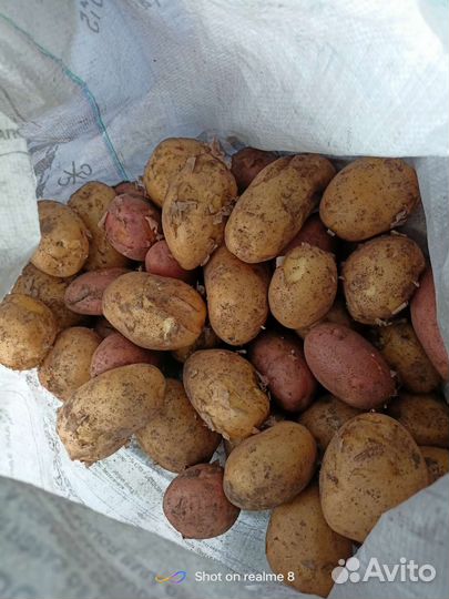 Продам картофель