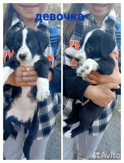 Отдам щенков