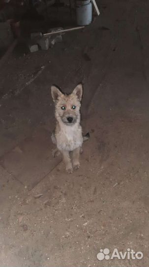 Милые щенки в добрые руки, девочки