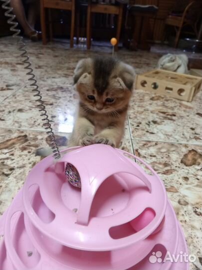 Котик золотая шиншилла