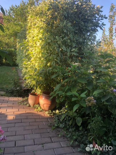 Фотосессия сад на природе