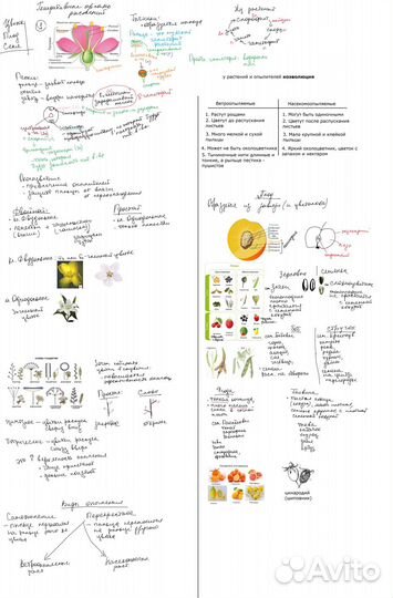 Репетитор по биологии егэ огэ