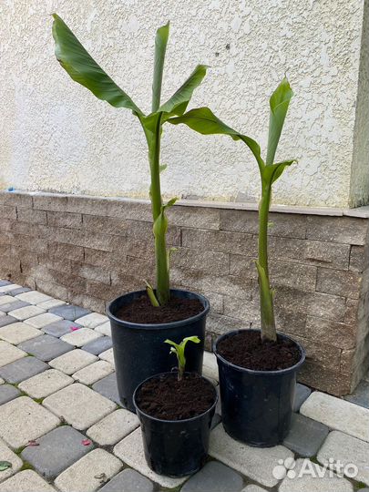 Банановая пальма