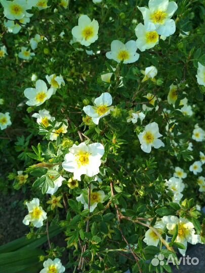 Лапчатка кустарниковая