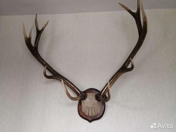 Продам рога оленя