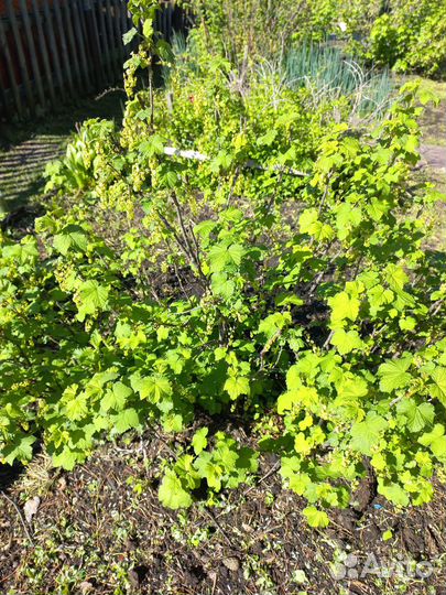 Красная смородина