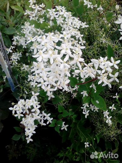 Многолетние садовые цветы