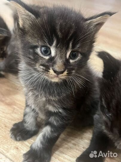 Котята мейн-кун