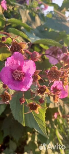 Малиноклён