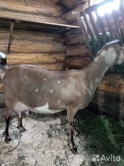 Коза нубийская