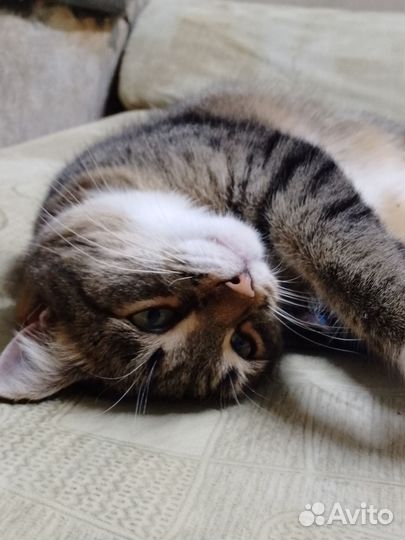 Кошки в добрые руки