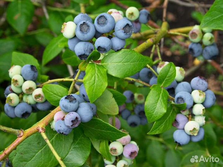 Саженцы голубики